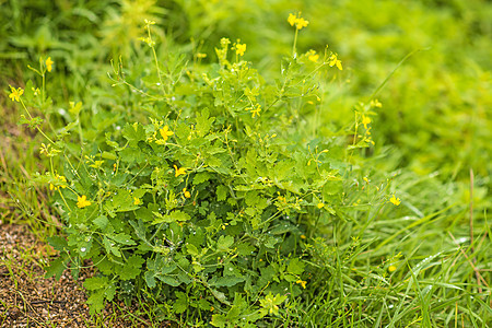 Celandine 药用草药疗法医疗草本植物植物群黄色绿色自然植物药品植物学图片