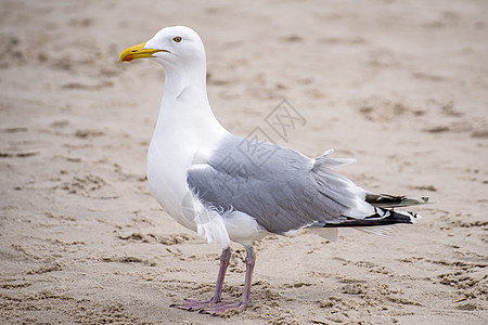 洱海海鸥波罗的海海滩上的银鸥野生动物动物群海洋太阳晴天海滩灰色动物海鸥白色背景
