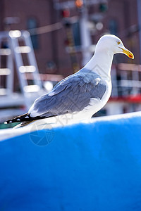 海鸥边框蓝色拖网船上的海鸥号野生动物边框白色动物动物群灰色港口渔船背景
