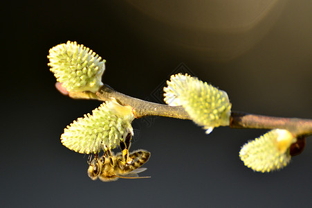 蜜蜂与花柳花与蜜蜂开花衬套花粉植物枝条野生动物植物群季节性使者宏观柳絮背景