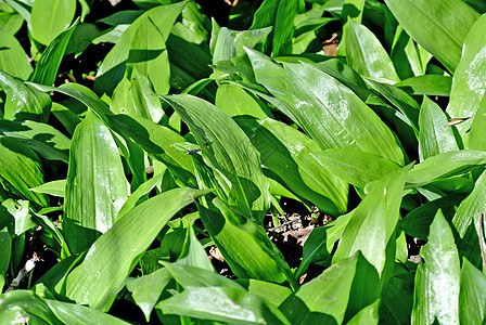 德国森林里的野大蒜植物食物药品蔬菜白色熟食气味绿色木头宏观图片