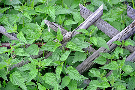 木栅栏上的刺网熟食疼痛草本植物荨麻植物药品植物群荨麻疹食物杂草图片