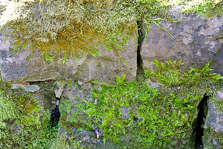 中世纪城堡的墙壁石头城墙历史性砂岩苔藓绿色正方形植物图片