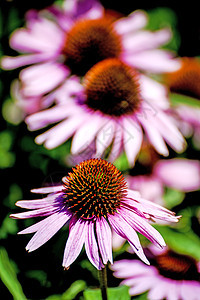 锥花 伊契纳塞亚疗法植物绿色花瓣荒野花园园艺草本药品紫色图片