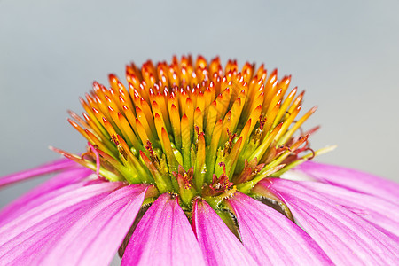 锥花 伊契纳塞亚园艺自然植物群粉色草本药品疗法花瓣植物制药图片