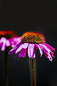 锥花 伊契纳塞亚花瓣花园自然植物群荒野紫色疗法植物草本粉色图片