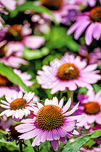 锥花 伊契纳塞亚花瓣植物群草本植物疗法绿色粉色自然药品草本植物图片