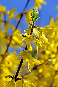 福塞西亚花朵花园蓝色季节性黄色灌木衬套中间体天空图片