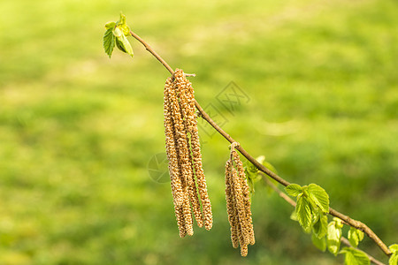 叶子青嫩的黑桃花木头植物柳絮食物枝条刷子季节水果农村国家图片