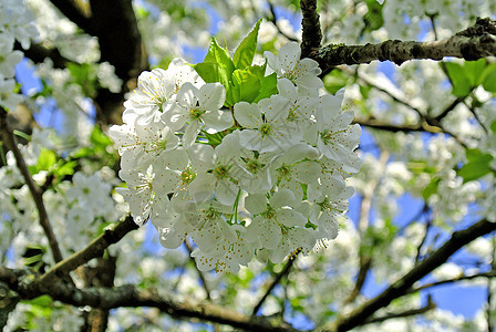 樱花花白色植物蓝色季节花朵植物群绿色图片