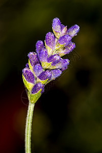 青紫花植物芳香卫生草本植物蓝色药品紫色香水薰衣草保健图片