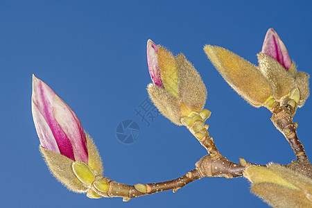 在开花前不久的马格兰花芽粉色季节季节性植物花园冬眠天空植物群植物学生长图片