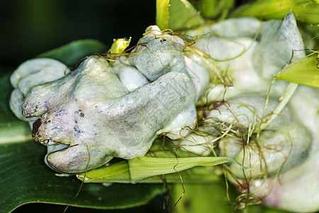 玉米 乌斯提拉哥黑麦疾病食物虫瘿裸鱼熟食大蜀黍植物图片