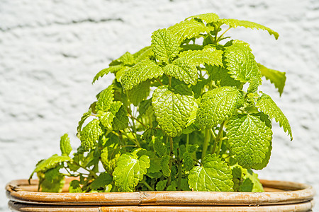 Balm 药用植物树叶绿色香蜂草食欲疗法草本竹子香料草本植物康复图片