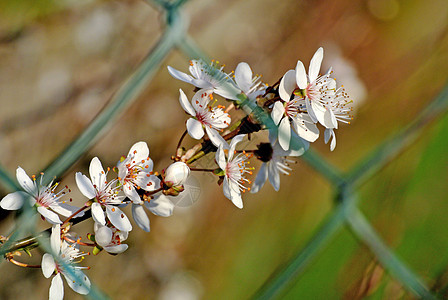 春天的黑角花朵白色食物季节性叶子灌木黑色植物花园荒野衬套图片