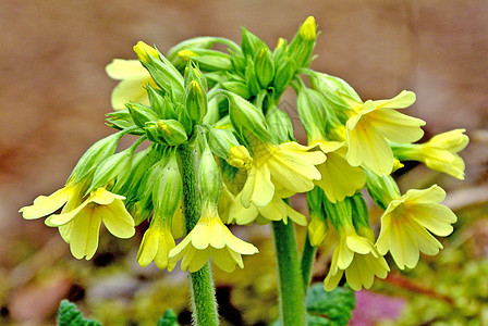 Oxlip 原始快感牛粪团体野生动物春花季节草本植物野花荒野植物群牛唇背景图片