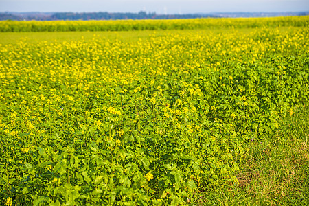 芥芥酱字段牧歌黄色肥料香料国家农业风景绿色背景图片