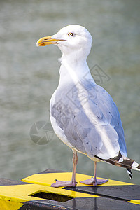 拉鲁斯阿赫纳塔乌斯庞托皮坦海洋港口动物蓝色野生动物动物群黄色护柱海岸图片