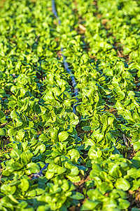 菠菜字段蔬菜绿色产品农业沙拉幼苗生长食物栽培场地图片