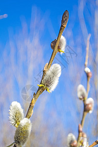 柳花开花使者植物季节性信使衬套白色植物群蓝色枝条宏观图片