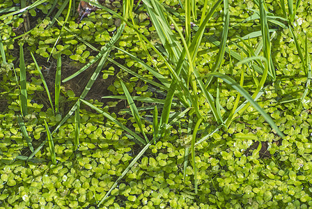 普通鸭草 柠檬植物学生态池塘生活树叶叶子植物群花园环境反射图片