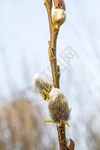 柳花开花植物柳絮白色季节性植物群宏观使者信使衬套枝条图片