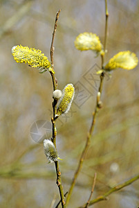 柳花开花天空季节性衬套枝条植物柳絮宏观信使植物群白色图片