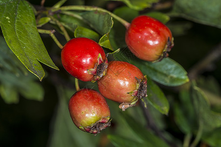 霍松水果健康叶子草本植物季节宏观荒野浆果红色植物群衬套图片