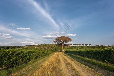 典型的托斯卡纳风景与意大利葡萄园草地场地收成农村日落村庄国家树叶植物生长图片