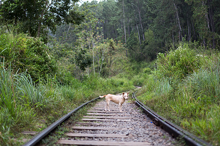 在斯里兰卡的Ella 一条狗站在铁轨上图片