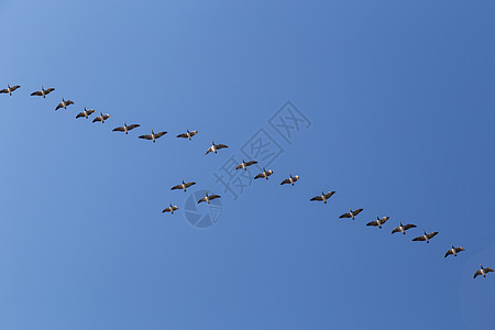 野鹅在飞行中鸟类季节领导者蓝色天空移民自由迁移荒野野生动物图片