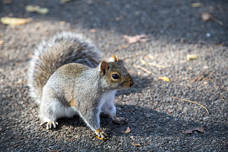 纽约公园中东部灰色松鼠图片