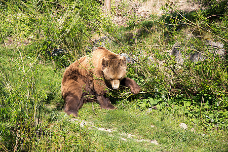 瑞士伯尔尼熊公园旅行捕食者荒野野生动物公园毛皮动物园旅游动物群吸引力图片