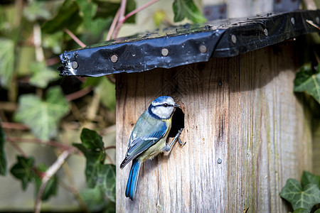 蓝奶在鸟屋山雀鸣禽花园配种房子动物盒子季节观鸟青色图片