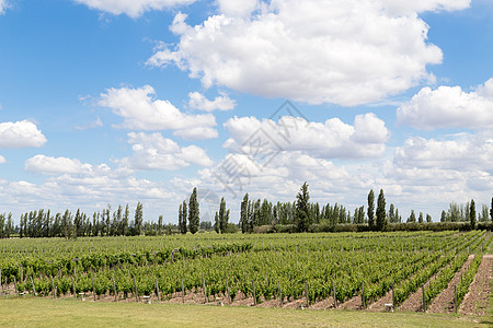 阿根廷门多萨的藤园文化农田地区晴天山脉树叶水果风景酒厂生长图片