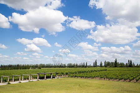 阿根廷门多萨的藤园收成晴天藤蔓天空酒厂场地生长地区农田葡萄园图片