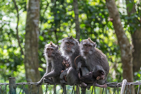 猴子家庭旅游孩子毛皮丛林孩子们尾巴婴儿保护荒野母亲图片