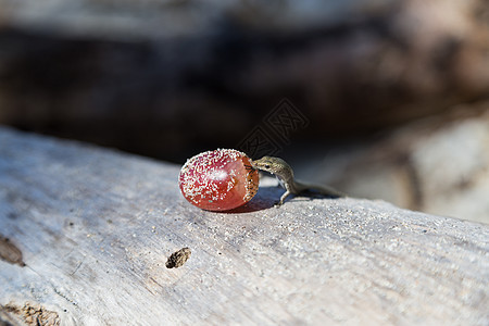 吃葡萄的小壁虎爬虫荒野植物群壁虎蜥蜴人生物动物蜥蜴动物群生活图片