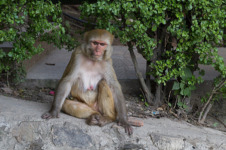 尼泊尔加德满都神庙猴子图片