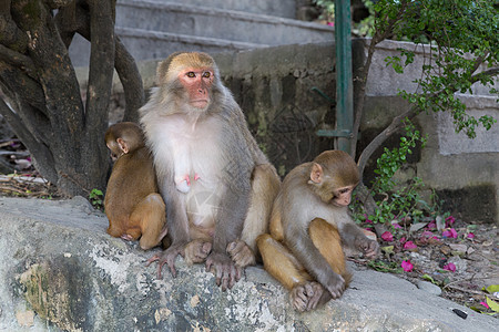 尼泊尔加德满都寺庙的猴子生物旅行厚脸猴庙哺乳动物宗教动物园母亲猕猴野生动物图片