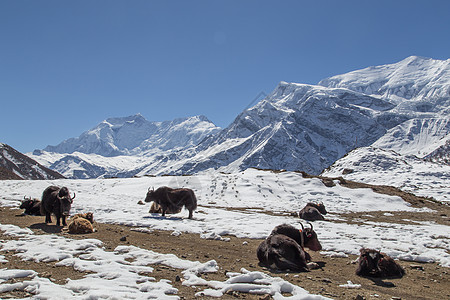 尼泊尔Annapurna巡回赛的雪地和山羊牦牛顶峰野生动物岩石远足天空旅行旅游动物荒野图片