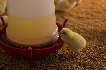 一天的老鸡肉小鸡婴儿新生家畜配种动物谷仓农业翅膀生产图片