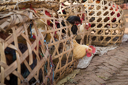 木笼中的尼泊尔鸡图片