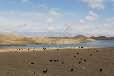 在吉尔吉斯斯坦南部Tulpar湖放牧Yaks荒野风景农业山脉牦牛全景岩石动物家畜牧羊人图片