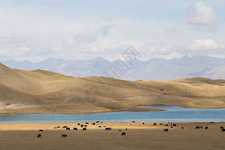 在吉尔吉斯斯坦南部Tulpar湖放牧Yaks大亨家畜羊毛牧场风景牦牛山脉农场动物团体图片