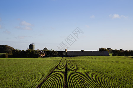 丹麦Jutland农场图片