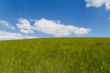 绿野全景白色风景太阳蓝天场地天空草地风光农村图片