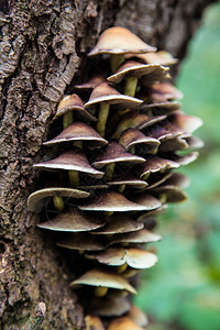 树上的蘑菇宏观侵扰草药植物树木火种生长森林图片