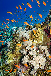 埃及红海 红海 水下景观潜水珊瑚生物学息肉动物群多样性海洋生物环境海洋生物图片