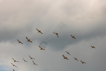 许多鸽子鸟在云天飞翔天空同事移民飞行团体蓝色航班作品羽毛翅膀图片
